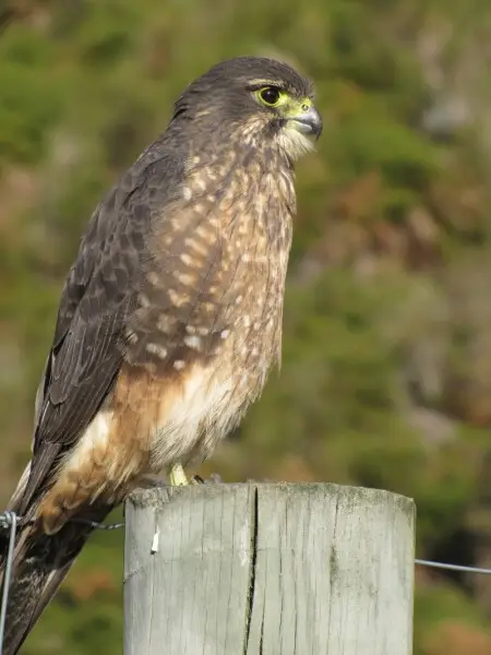 Falco novaeseelandiae (k?rearea/NZ Falcon) taken 8/2014 Makarora New Zealand