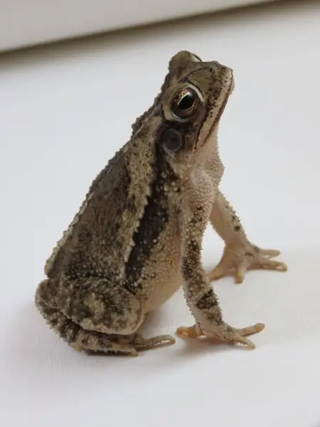 The Coastal Plains toad, Incilius nebulifer, caught, photographed, and released in Del Rio, TX