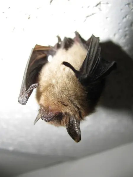 Myotis septentrionalis (Northern long-eared myotis) roosting on a ceiling tile.  This specimen was found in a church in Concord New Hampshire.