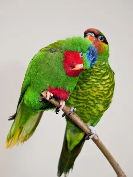 A Blue-crowned Lorikeet (on the left and in front) and a Mindanao Lorikeet (on the right) in Blackburn Pavilion at London Zoo, England.