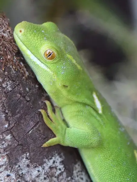 Wellington green gecko leaning on branch close-up