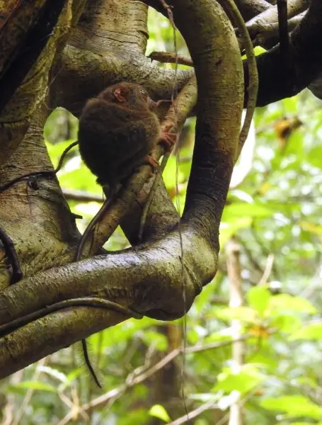 Gursky's spectral tarsier at a roosting stranger fig tree in Tangkoko Nature Reserve, Sulawesi