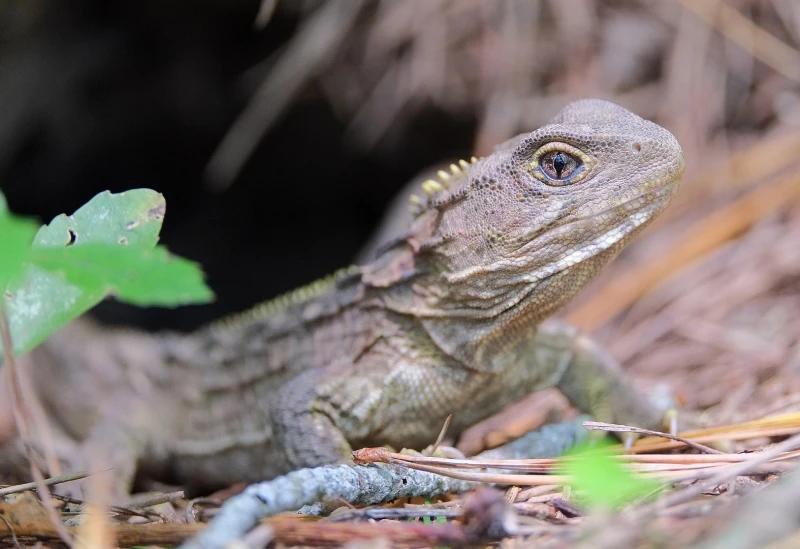 Tuatara