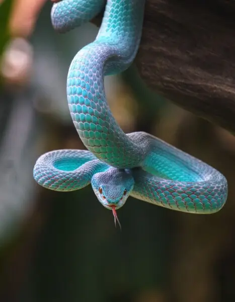 Blue Viper is one of the most beautiful snake in the world. Be careful it's venomous