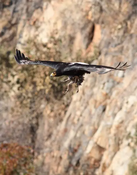 Verreaux's Eagle. Black Eagle, Aquila verreauxii, at Walter Sisulu National Botanical Garden, Gauteng, South Africa