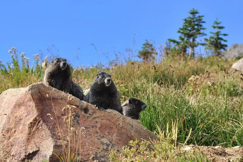 Hoary Marmot photo