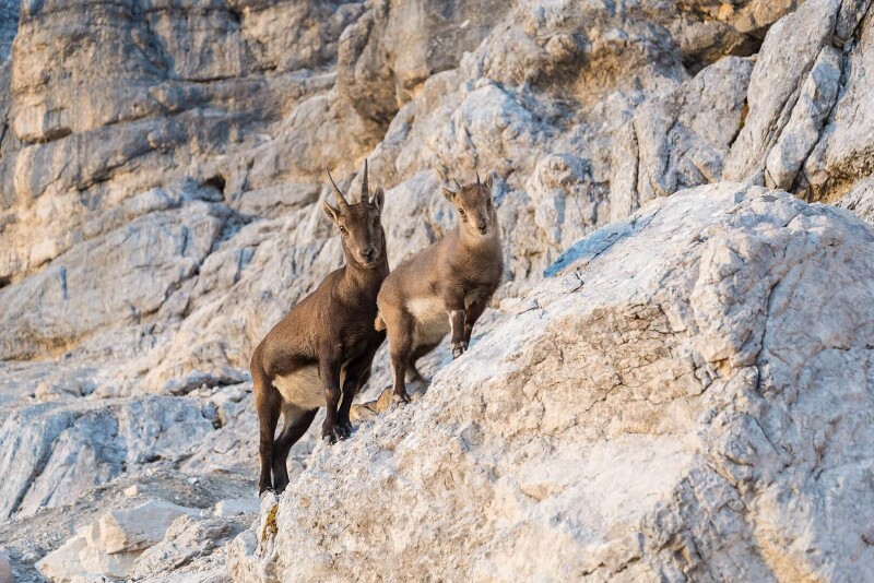 Alpine Ibex photo