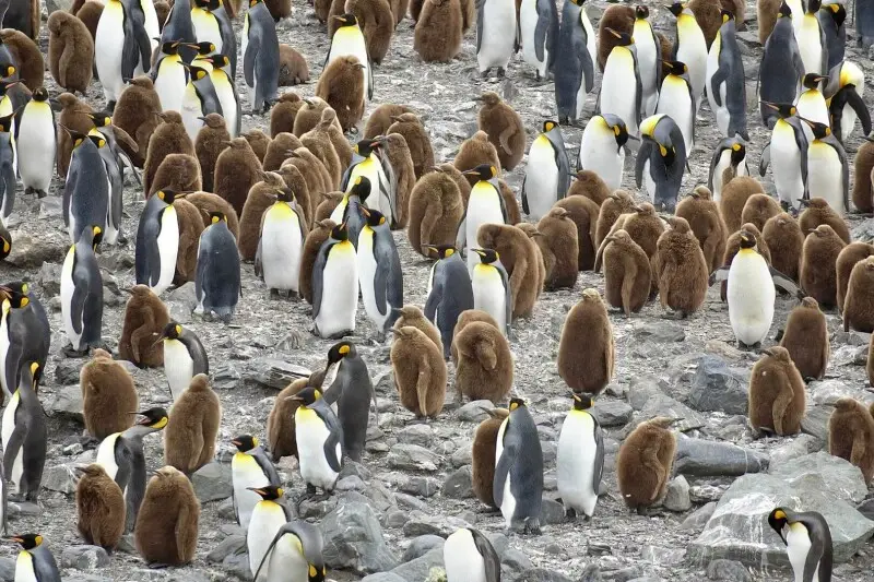 King Penguin photo