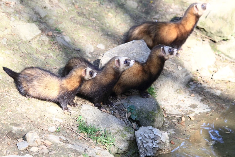 Domesticated Ferret