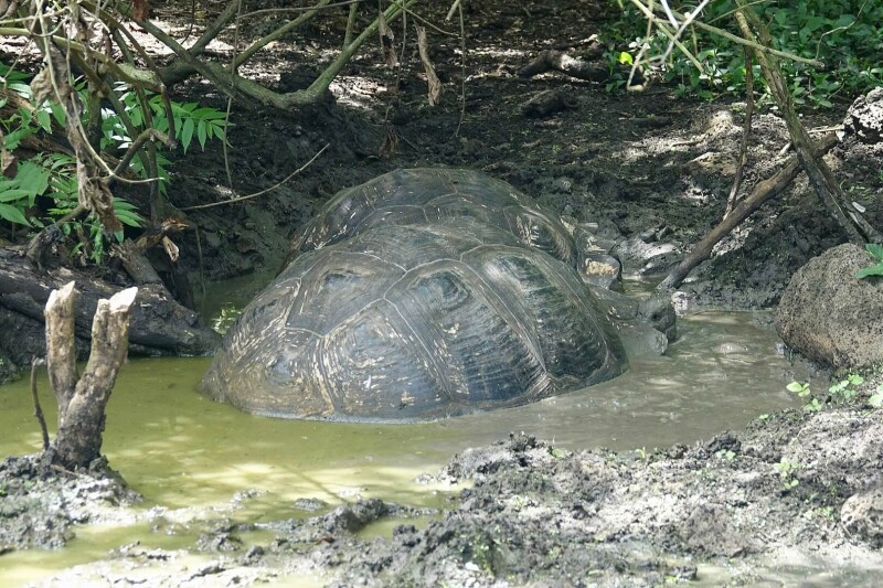 Galpagos Tortoise photo