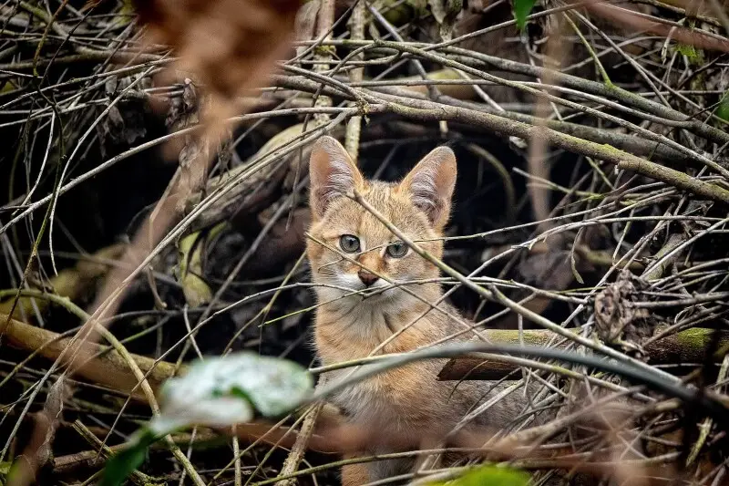 Jungle Cat photo