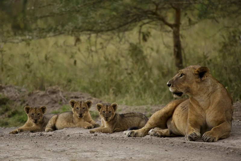 Southern Lion