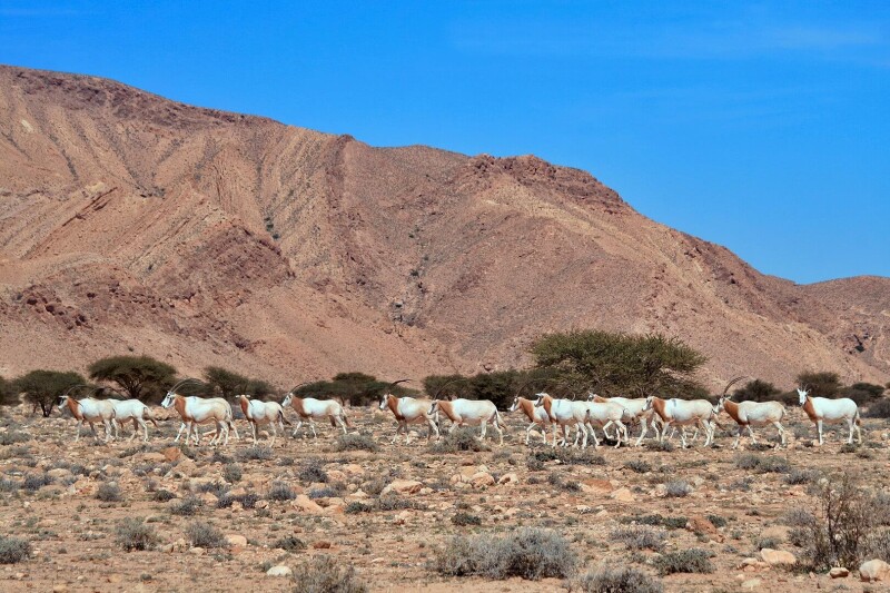 Scimitar Oryx photo