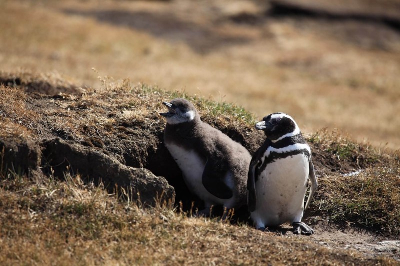 Magellanic Penguin photo