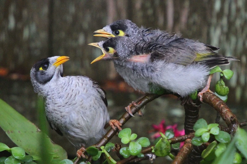 Noisy Miner