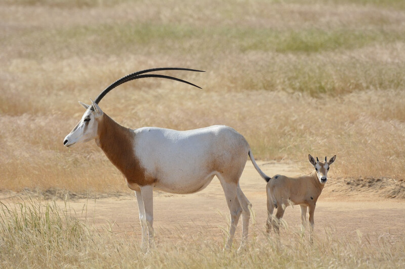 Scimitar Oryx photo