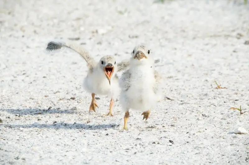 Royal Tern photo
