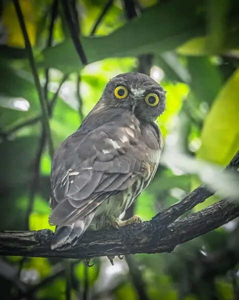 Beauty of an OWL