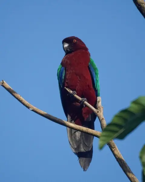 Red-breasted Musk Parrot