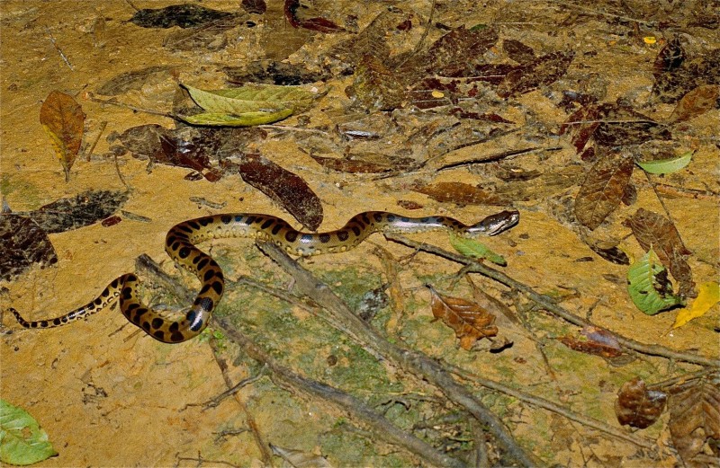 Anaconda photo