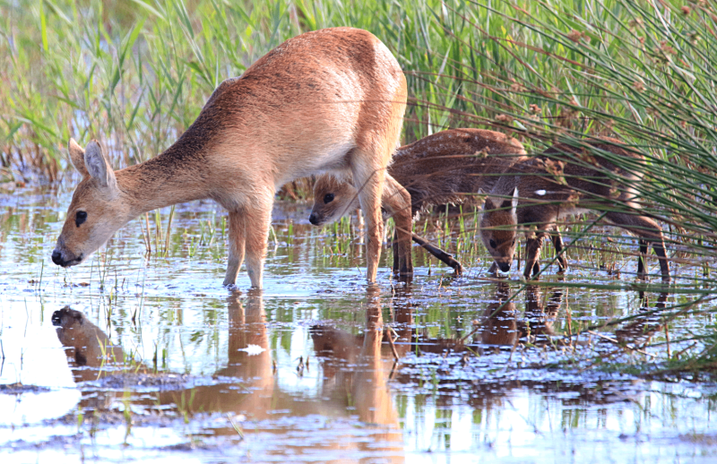 Water Deer photo