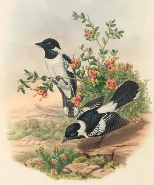 Piezorhynchus vidua = Symposiachrus vidua - The birds of New Guinea and the adjacent Papuan islands&#160;: including many new species recently discovered in Australia. v.2 (Plate 48).
