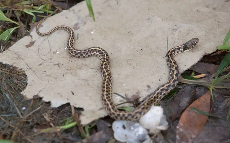 Checkered Garter Snake - Facts, Diet, Habitat & Pictures On Animalia.bio