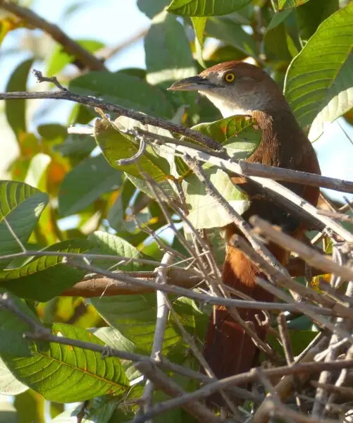 Greater thornbird - Facts, Diet, Habitat & Pictures on 