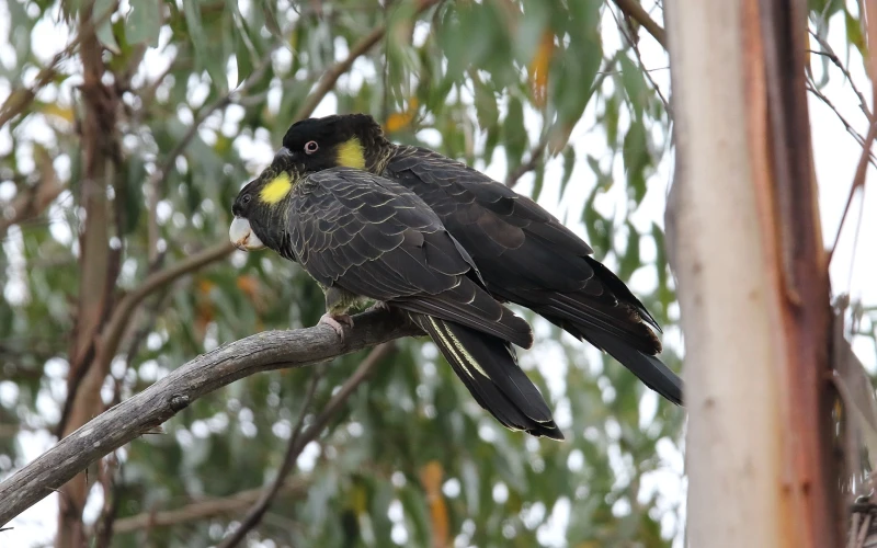 Yellow-Tailed Black Cockatoo