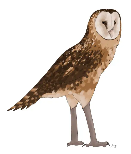 Artistic reconstruction of Tyto pollens