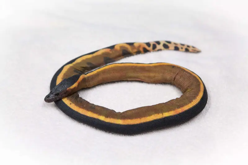 180110-yellow-bellied-snake-0773