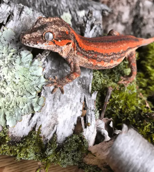 Racodactylus auriculatus (gargoyle gecko) photographed on moss in upstate New York, 2017