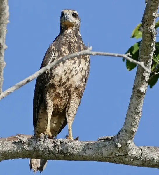 Great black hawk Facts, Diet, Habitat & Pictures on Animalia.bio