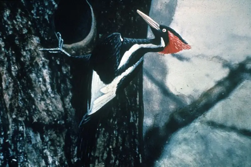 Ivory-Billed Woodpecker photo