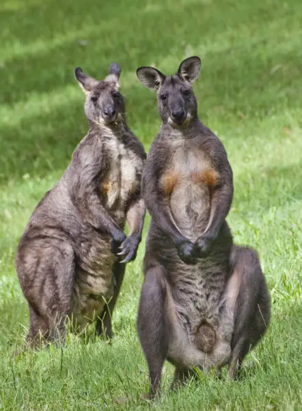 Swamp Wallaby - Facts, Diet, Habitat & Pictures On Animalia.bio