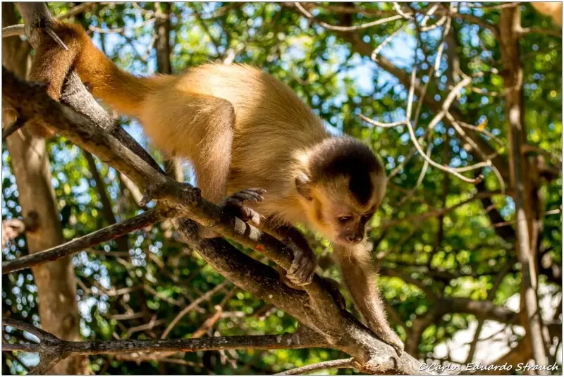 Macaco no parque, interagindo com turistas, Cebus kaapori