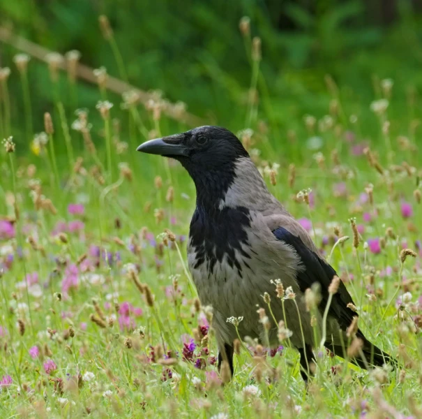 Mesopotamian crow