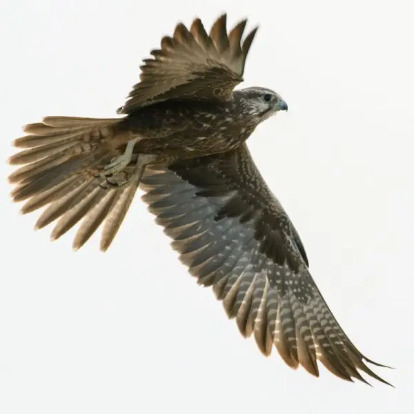 Juvenile Laggars Falco jugger are brown birds overall, very similar to juveniles of Saker Falcon Falco cherrug cherrug. Markings on underparts vary from dark chocolaty brown to sparse brown blotches.