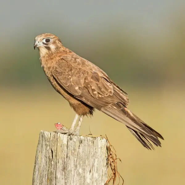 Brown falcon - Facts, Diet, Habitat & Pictures on Animalia.bio