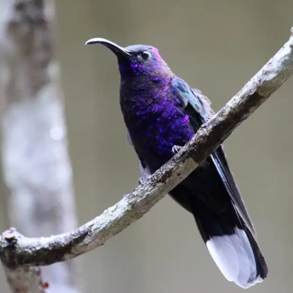 Violet sabrewing Facts, Diet, Habitat & Pictures on Animalia.bio