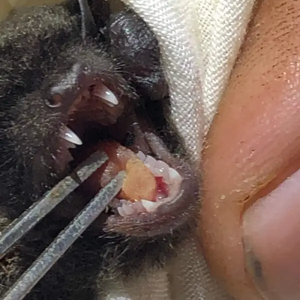 Myotis nigricans (teeth) caught and released in the Tiputini Biodiversity Research Center