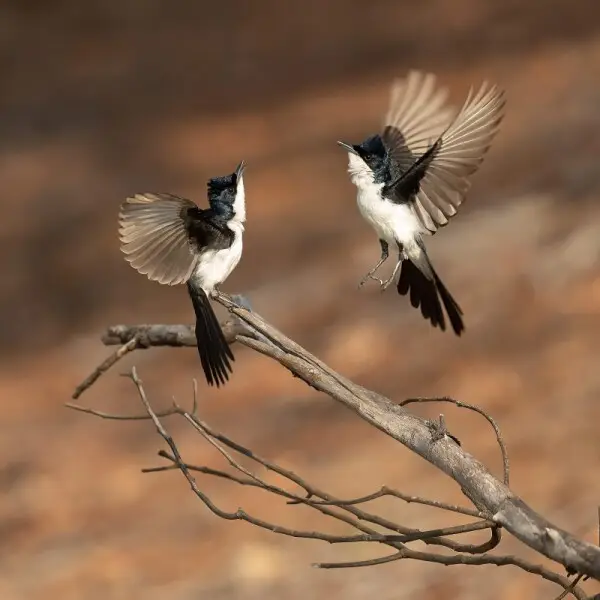 Paperbark Flycatcher, Fogg Dam Conservation Reserve, Northern Territory, Australia