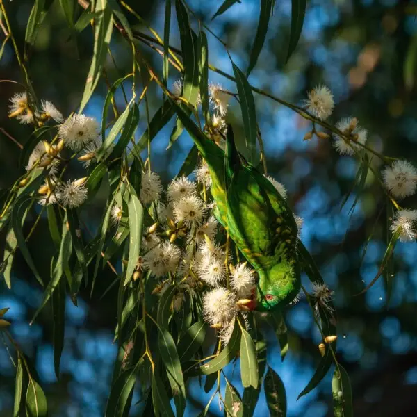 Scaly-breasted Lorikeet - Facts, Diet, Habitat & Pictures On Animalia.bio