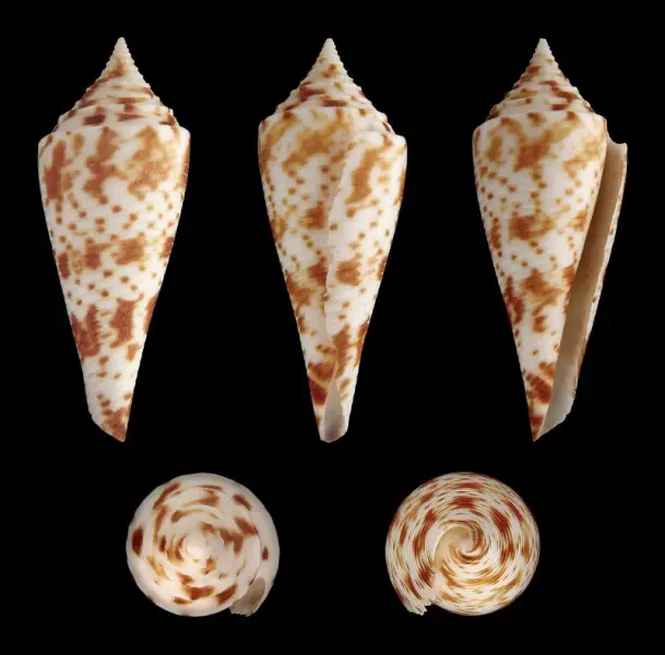 Comatose Cone, Length 4.3 cm; Originating from the Bohol, Philippines; Shell of own collection, therefore not geocoded. Dorsal, lateral (right side), ventral, back, and front view.