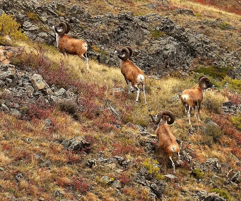 Argali photo