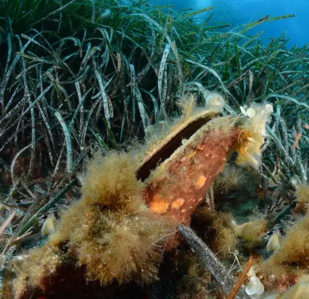 Pinna nobilis Facts, Diet, Habitat & Pictures on Animalia.bio