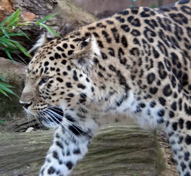 Amur leopard - Facts, Diet, Habitat & Pictures on Animalia.bio