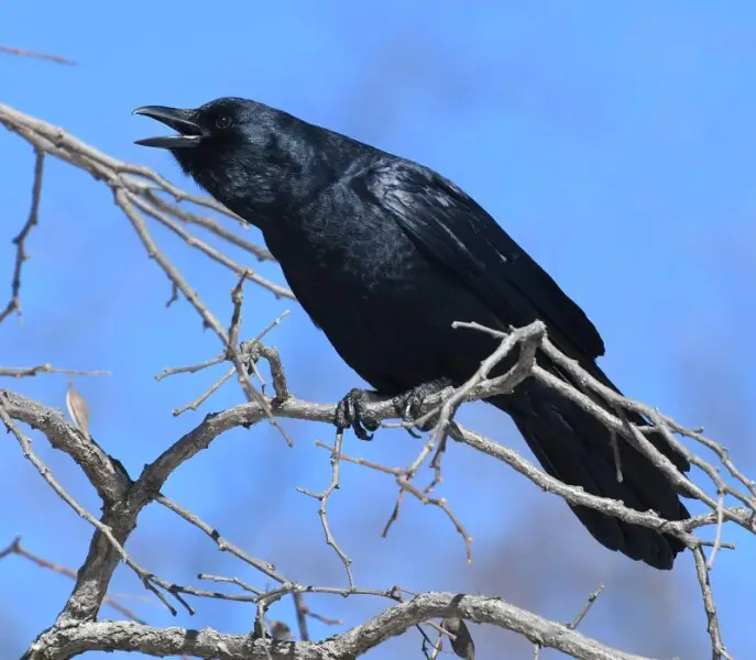 Fish crow Facts, Diet, Habitat & Pictures on Animalia.bio