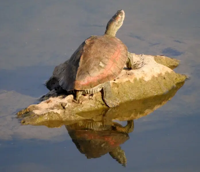 The Indian tent turtle (Pangshura tentoria) is a species of turtle in the family Geoemydidae. The species is endemic to India and Bangladesh.