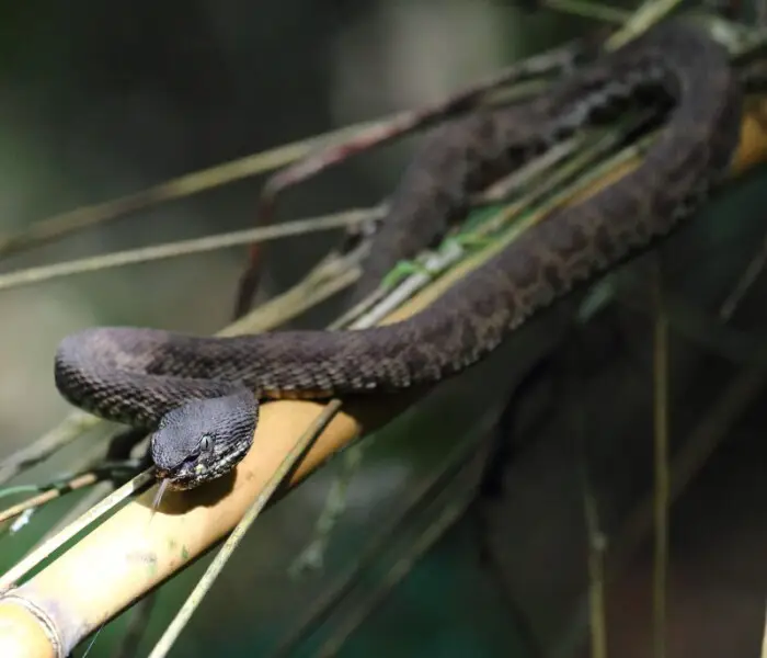 A mangrove pit viper from Bulon Island, Thailand